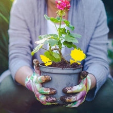 Load image into Gallery viewer, Sticky Trap, Fruit Fly Fungus Gnat