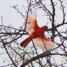 Load image into Gallery viewer, Hummingbird Memorial Necklace