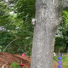 Load image into Gallery viewer, 🐸Peeping Frog Yard Decoration