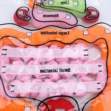 Load image into Gallery viewer, Body Anatomy Apron - An Educational Toy for Children