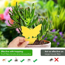 Load image into Gallery viewer, Sticky Trap, Fruit Fly Fungus Gnat