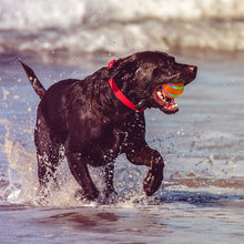 Load image into Gallery viewer, Interactive Dog Toys Dog Ball